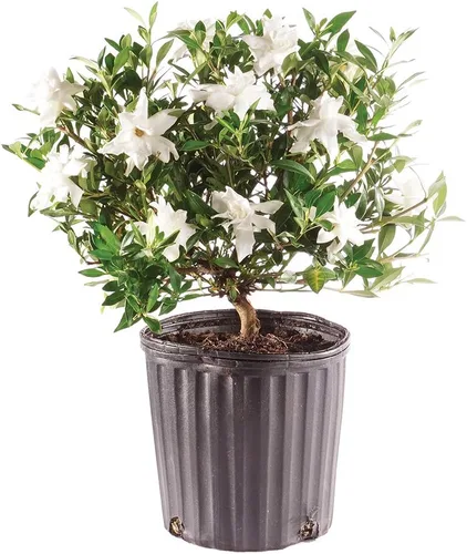 Bonsái de Bruselas - Pequeño árbol bonsái vivo de Gardenia, planta en